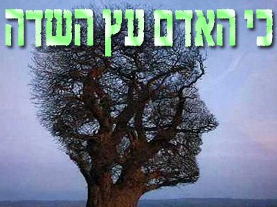 כי האדם עץ השדה